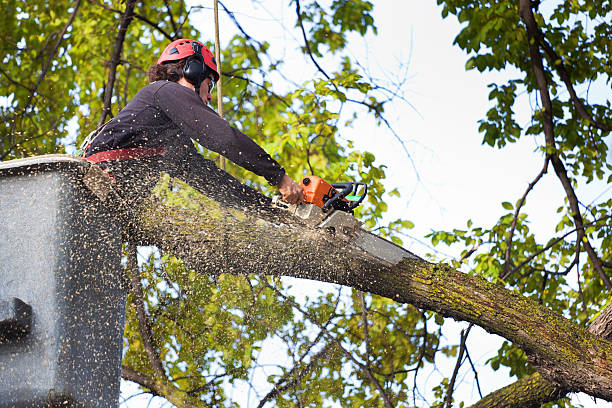 Best Affordable Tree Service  in Steele, MO